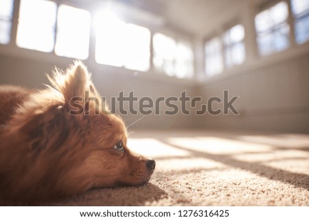 Pomeranian on carpet