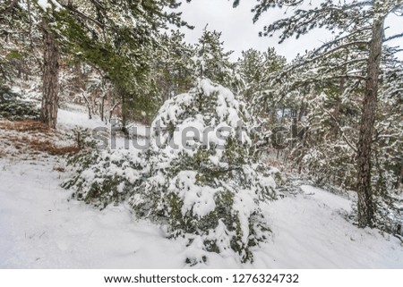Snowy pine forest at winter near Nikita village in Crimea, Yalta