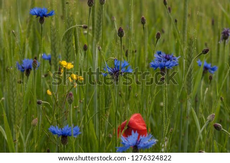 a flowery meadow in the sun
