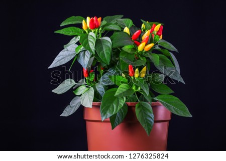 Hot chilli peppers red, orange, yellow on plant in pot isolated on black background.