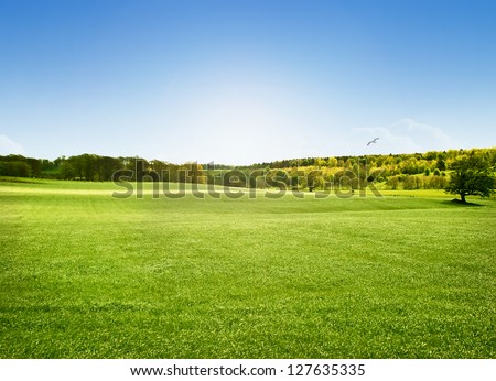 Bright sunny day at Alnwick Pastures, Northumberland Royalty-Free Stock Photo #127635335