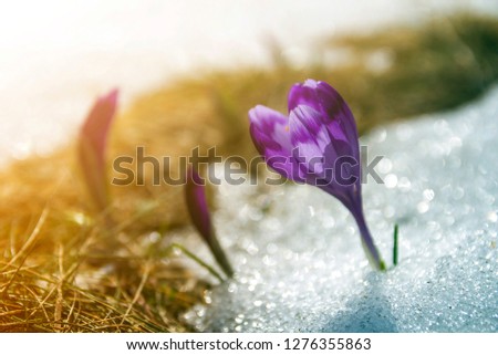 Close-up of marvelous blooming amazing first bright violet crocuses breaking through snow on steep mountain hill on blue sky copy space background.