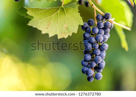 Close-up picture of vine branch with green leaves and isolated dark blue ripe grape cluster lit by bright sun on blurred colorful bokeh copy space background. Agriculture, gardening and wine making.