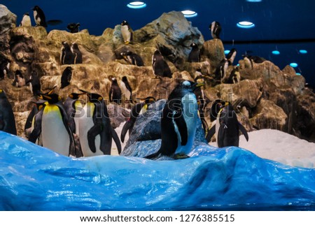 penguins in antarctica, beautiful photo digital picture