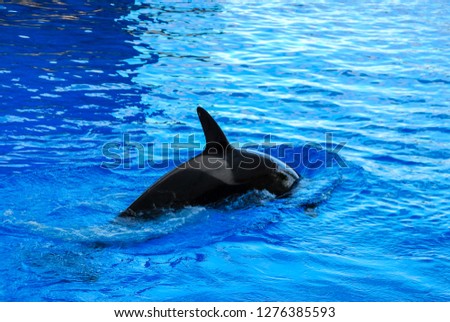 dolphin in blue water, beautiful photo digital picture