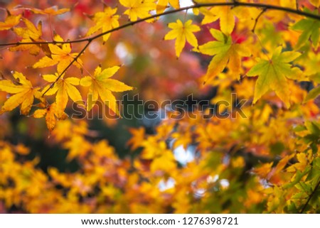 Japanese maple leaf 