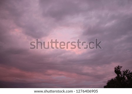 ocean sea  landscape tree tropical plant pink sky sunset clouds 