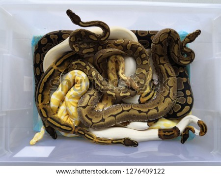 Snake in a box. A tame ball python snake is relax on human hand, the most of tame snake in exotic group.