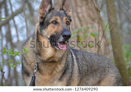 Lovely pictures of Hiro, a 4 year old male German Shepherd who is full of love and loyalty.