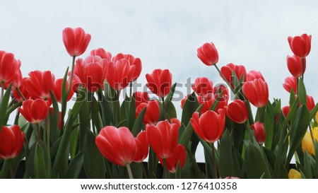 Tulip make colorful picture 