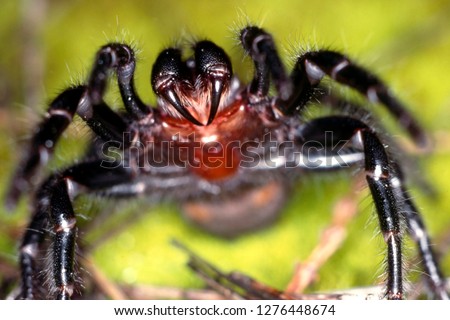 Sydney Funnel Web Spider Royalty-Free Stock Photo #1276448674