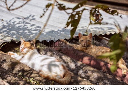 Cats sleeping on the roof