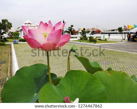 Light pink lotus / with a park
