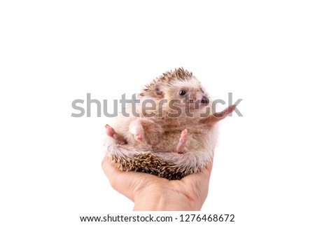 Hedgehog isolated on white background.