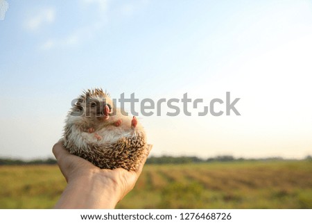Hedgehog funny tongue in hands with nature background ,travel concept together.