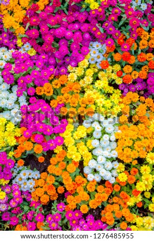 Abstract background image of the colorful flowers
