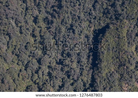 aerial view of trees on mountain . textured and pattern in forest .