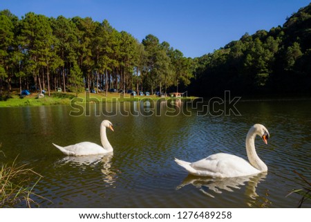 Swan couple swimming at Pang-ung, Pine forest in Mae Hong Son, Thailand