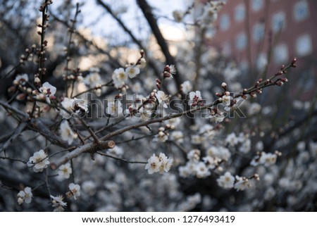 White Cherry Blossom from Kyoto, Japan.