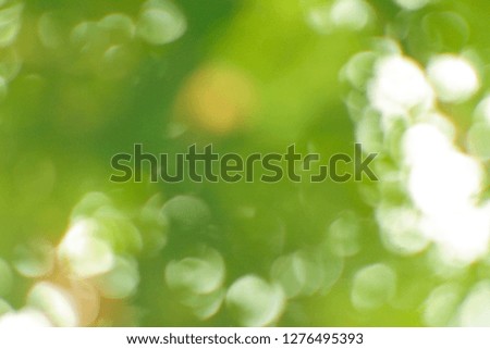 abstract green nature background, blurred and sunlight