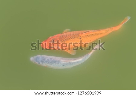 Carp is a fish that has long been popular with fish. It is a fish that is very tame.