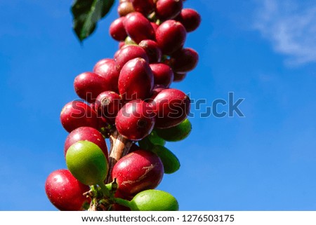 Coffee berry on leaf coffee on blue sky background.