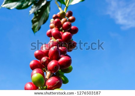 Coffee berry on leaf coffee on blue sky background.