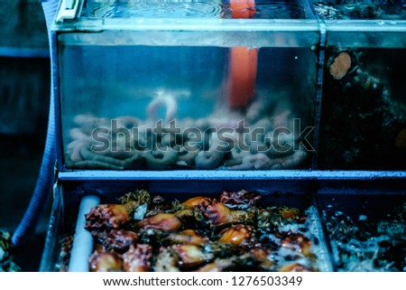 Gaebul or Worm Fish in Jeju Traditional Dongmun Market from South Korea Royalty-Free Stock Photo #1276503349