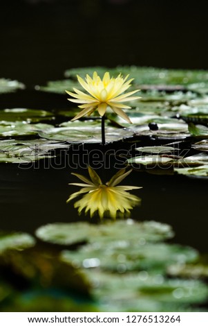 Vietnam yellow lotus.