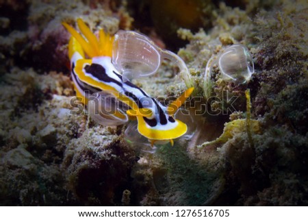 Nudibranch Chromodoris strigata.Picture was taken near Island Bangka in North Sulawesi, Indonesia