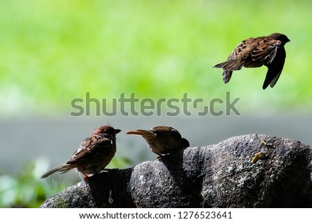 The sparrow bird sits on a dark rock on brightly dark blue background