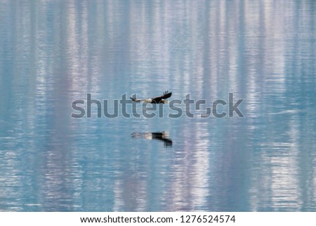 Bald eagle soars above lake in northern idaho