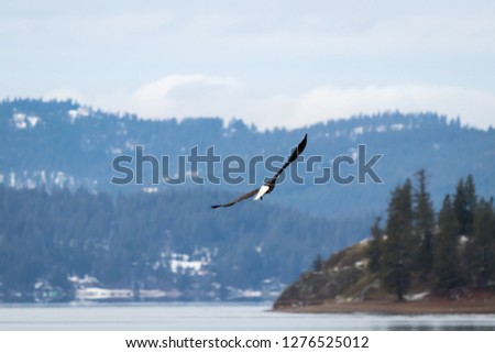bald eagle soars as he fishes above coeur d'alene lake