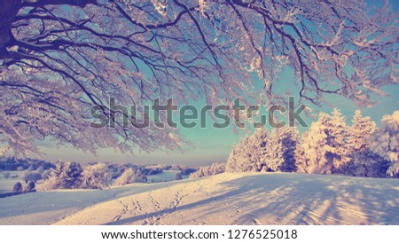 Fall Winter Lovely Nature Tree Ice Snow