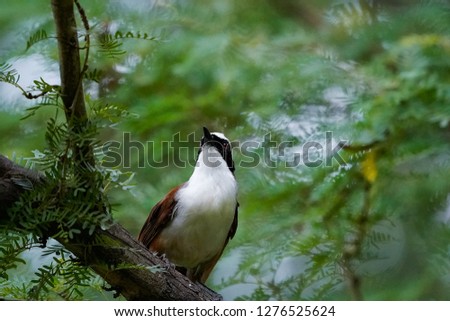 The garrulax leucolophus bird (White-crested laughingthrush) sits on a green branch on brightly blue background.
