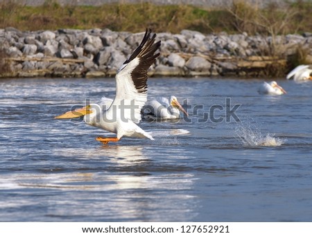 American White Pelican Pelecanus erythrorhynchos Louisiana flying swimming isolated water 

