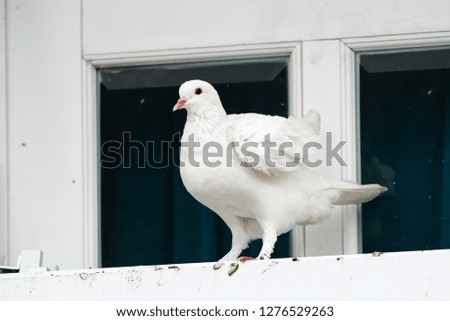 The pigeon bird sits on a window with white background