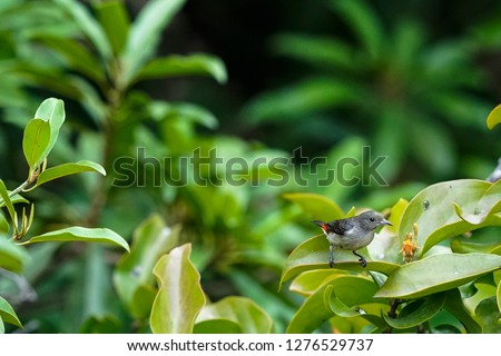 The  bird sits on a green branch on brightly dark blue background