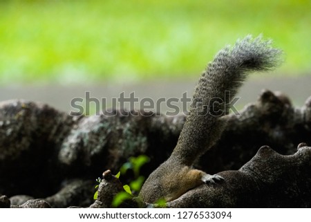Squirrel sitting on tree trunk on blurred tree background in Tao Dan park, Hoc Chi Minh city, Vietnam.