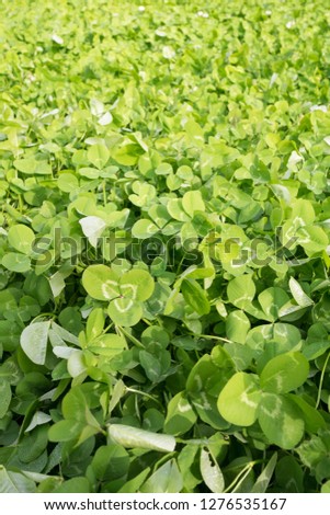 clovers on the ground
