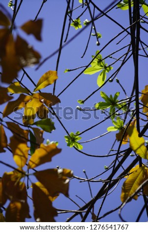 Multicolored autumn leaves over blue sky background. Vietnam.
