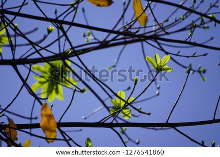 Multicolored autumn leaves over blue sky background. Vietnam.