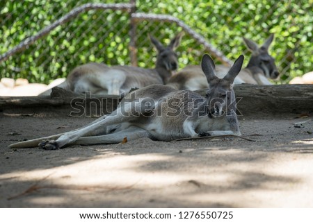 Kangaroos lazing on hot day, in Sydney Australia