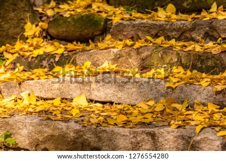 Yellow leaves on the ground