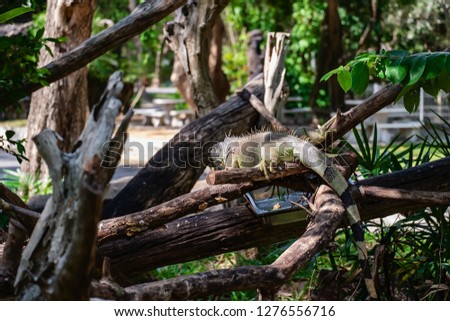 Rhinoceros Iguana (Cyclura cornuta) in the nature for animals and wildlife concept