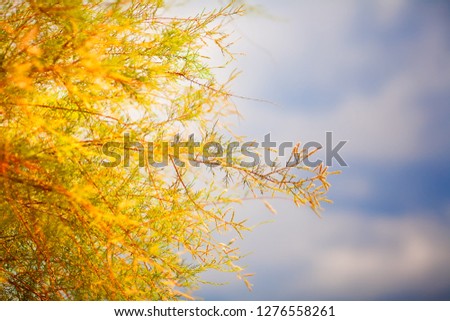 Crimean peninsula. In the frame of a bush with small leaves against the sky. Picture aken in Ukraine. Horizontal frame. Yellow shade. Color image.