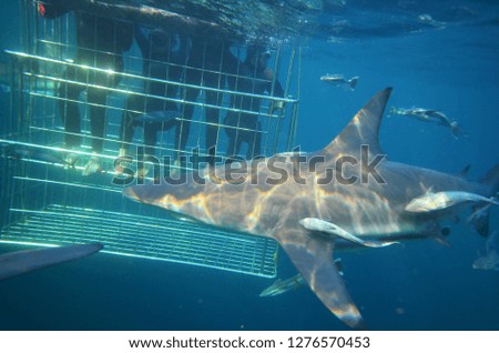 Swimming with a shark in a cage (South Africa). In the foreground is the shark's head. There are four people in a cage in the background.