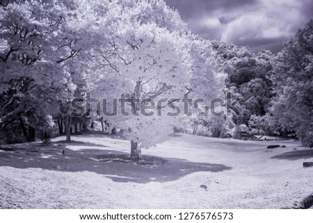 IR Photography view of trees indicating ghost view and night vision