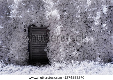 hidden gate door surrounded with white foliage 720nm infrared photo