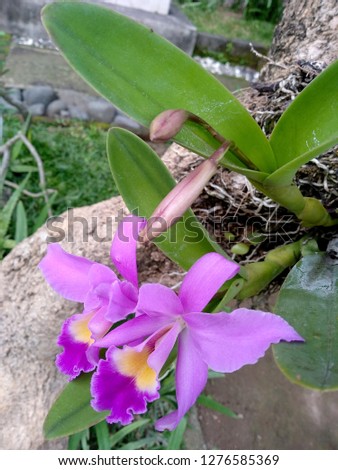 Beautiful purple Cattleya Orchids flowers in the garden. Orchid flower are many in Bali, Indonesia. Bunga Anggrek or Orchids flowers with a combination of yellow and purple / violet.